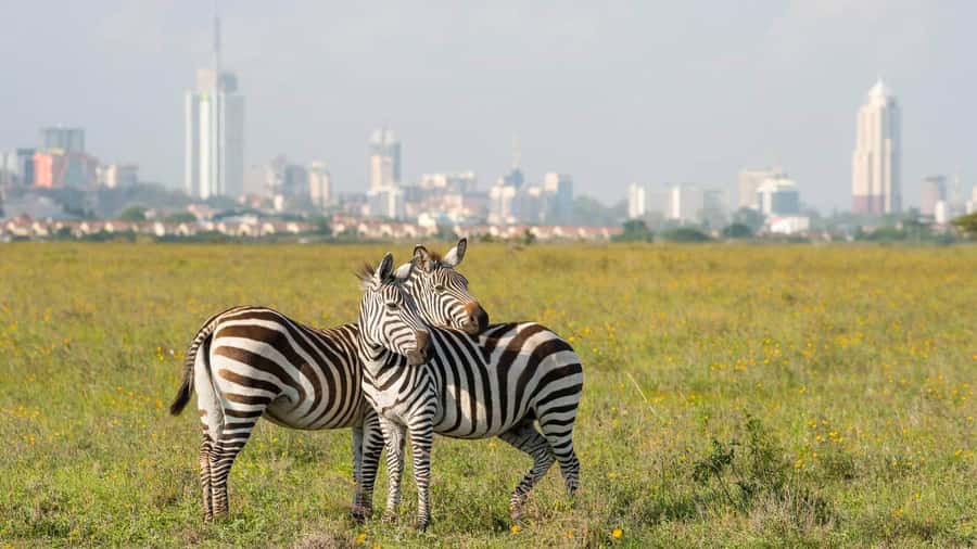 Nairobi National Park –Adventure at City’s Edge Free PickUp - Who will enjoy this Nairobi safari?