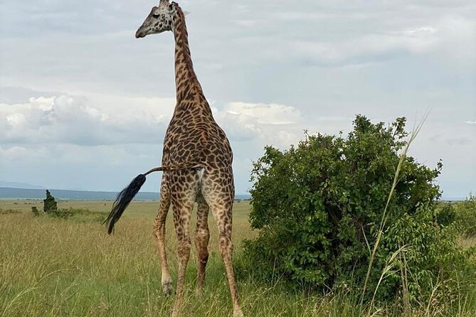 Nairobi national park and Giraffe center - Key points at a glance
