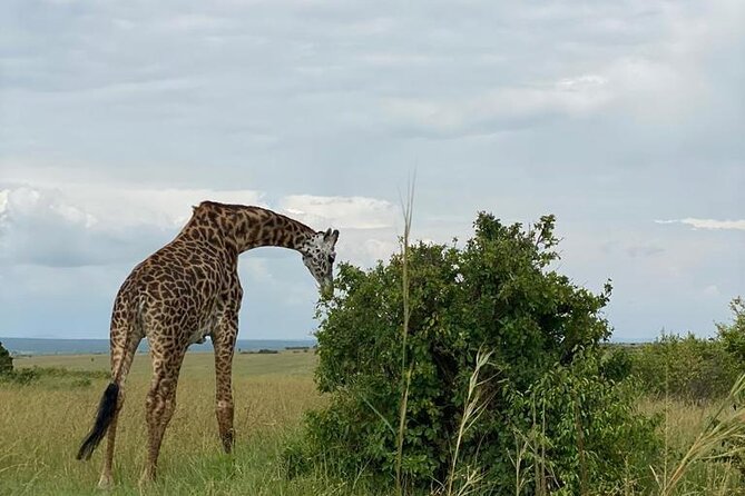 Nairobi national park and Giraffe center - The Giraffe Centre adds a different kind of wildlife visit