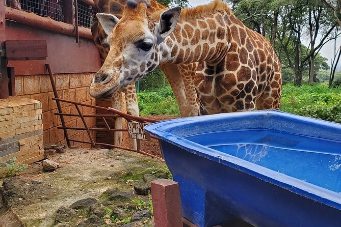Nairobi national park and Giraffe center - What the $175 price really covers