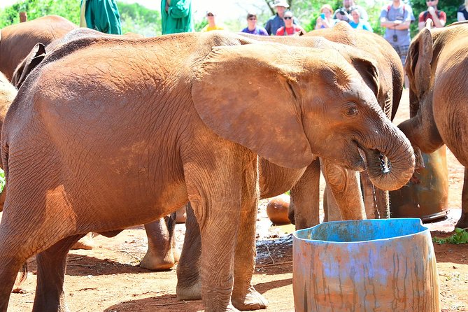 Nairobi national park and Giraffe center - Who will get the most from this outing