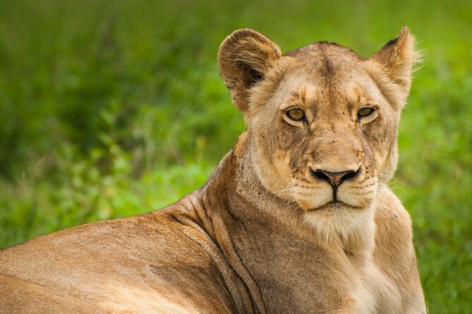 Nairobi National park And Giraffe Center: Free Wi-Fi Connection - Why Nairobi National Park makes sense for a short visit