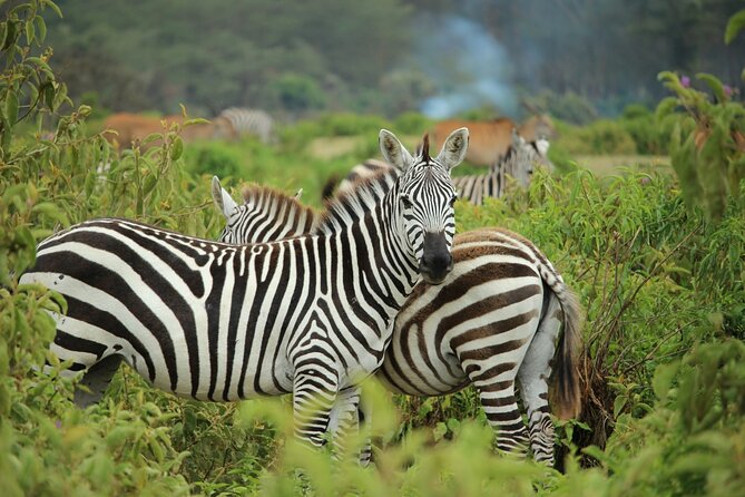 Nairobi National park And Giraffe Center: Free Wi-Fi Connection - Feeding Rothschild giraffes at the Giraffe Centre