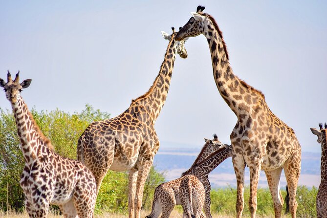 Nairobi National park And Giraffe Center: Free Wi-Fi Connection - The four-hour game drive near the city