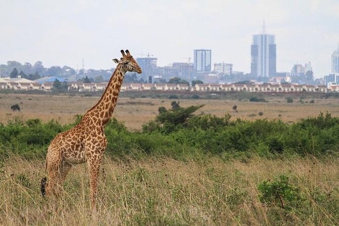 Nairobi: National park, baby Elephant, Giraffe center - Nairobi National Park: safari with skyscrapers behind you