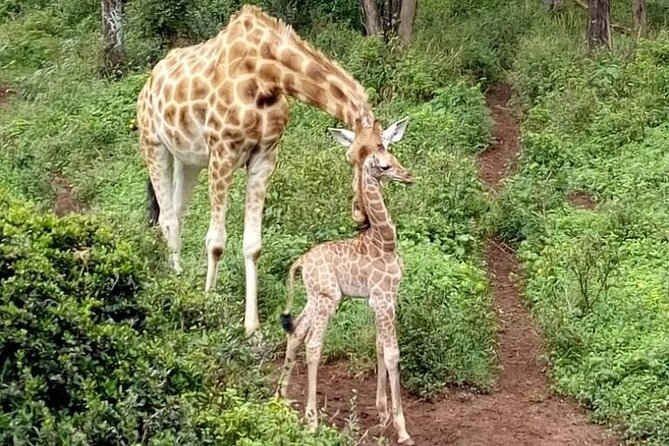 Nairobi: National park, baby Elephant, Giraffe center - What the $44 price really buys you