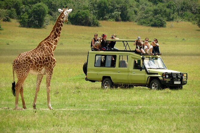 Nairobi: National park, baby Elephant, Giraffe center - Sheldrick Wildlife Trust and the young elephants