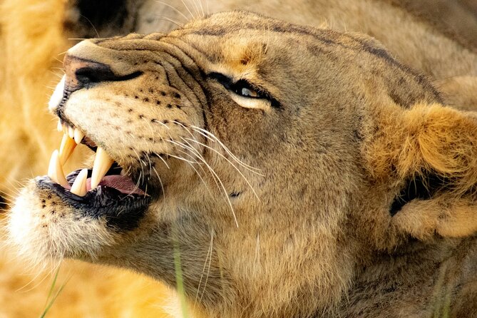 Nairobi: National Park Early Morning or Afternoon Game Drive - What the five-hour schedule really means