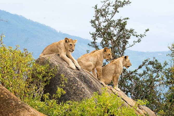 Nairobi: National Park Early Morning or Afternoon Game Drive - Who will get the most from this game drive