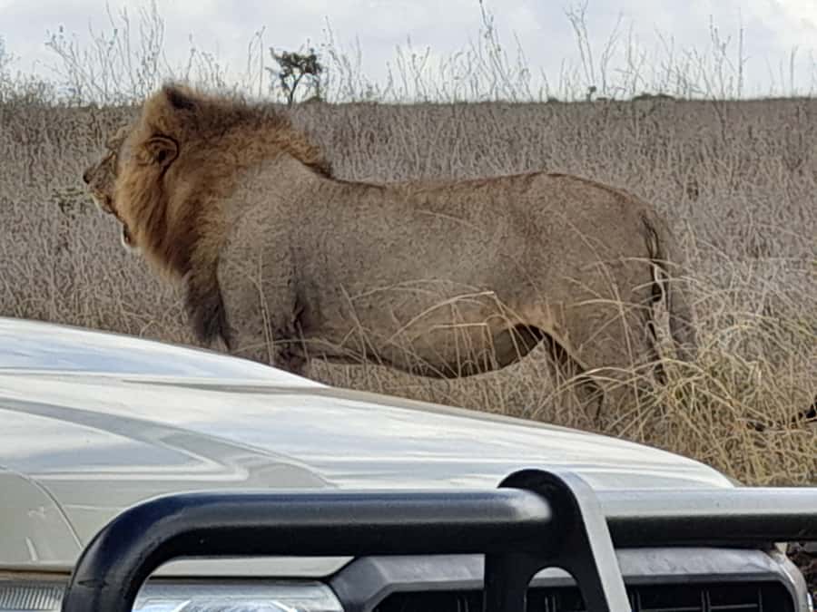 Nairobi: National Park Early Morning or Afternoon Game Drive - Booking details that matter