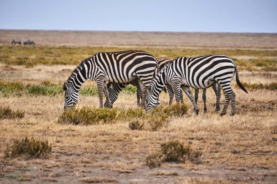 Nairobi: National Park Early Morning or Afternoon Tour - Key points to know before booking