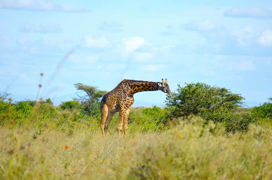 Nairobi: National Park Early Morning or Afternoon Tour - A safari park beside Nairobi’s city streets