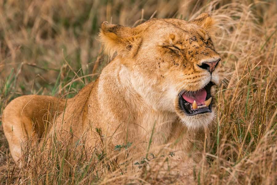 Nairobi: National Park Early Morning or Afternoon Tour - What the 30-minute transfer is like