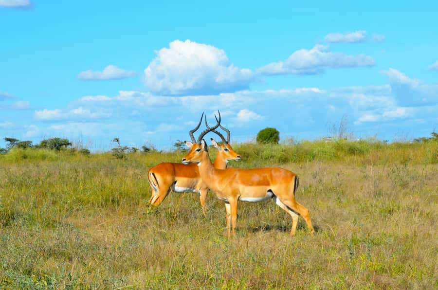 Nairobi: National Park Early Morning or Afternoon Tour - Picnic time in the park