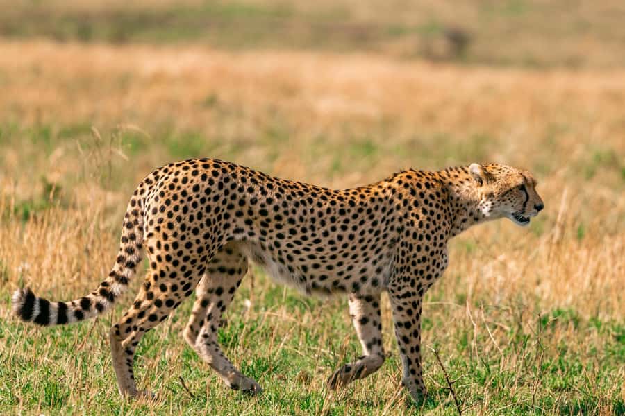 Nairobi: National Park Early Morning or Afternoon Tour - Weather, roads, and realistic wildlife expectations