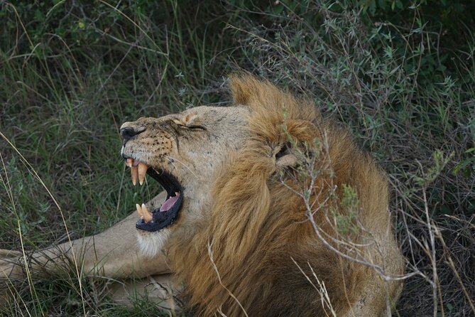 Nairobi National Park, Elephant Orphanage and Giraffe Center Tour - Why a city safari works so well