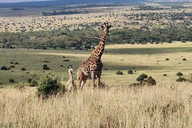 Nairobi National Park, Elephant Orphanage and Giraffe Center Tour - Sheldrick Wildlife Trust and the value of conservation