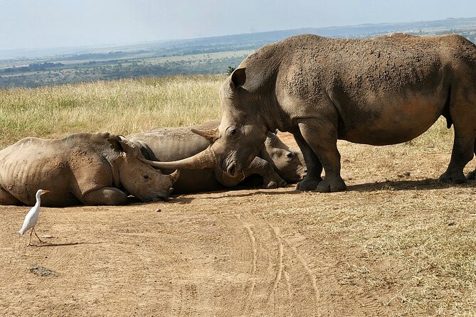 Nairobi National Park, Elephant Orphanage and Giraffe Center Tour - Meeting Rothschild giraffes at the Giraffe Centre