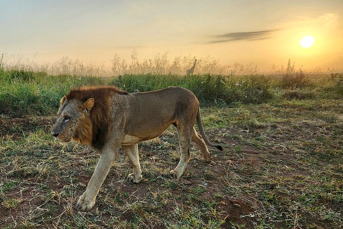 Nairobi National Park, Elephant Orphanage and Giraffe Center Tour - What the $85 price really covers