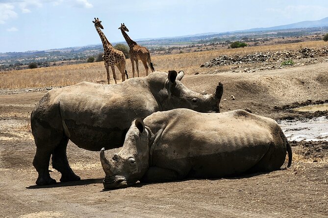 Nairobi National Park, Elephant Orphanage and Giraffe Center Tour - Timing, pickup, and who should book
