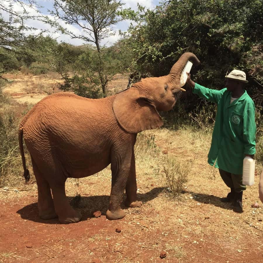 Nairobi National Park, Elephant Orphanage and Giraffe Centre - Should you book it?