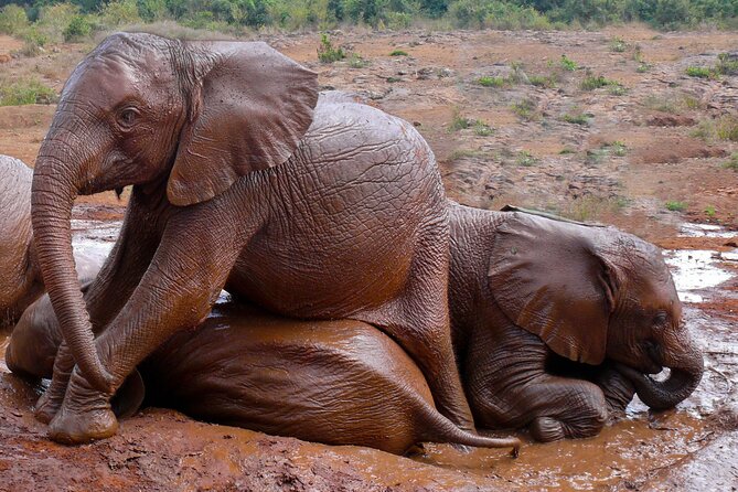 Nairobi National Park, Elephant Orphanage and Giraffe Centre - Kazuri Beads, a useful cultural stop