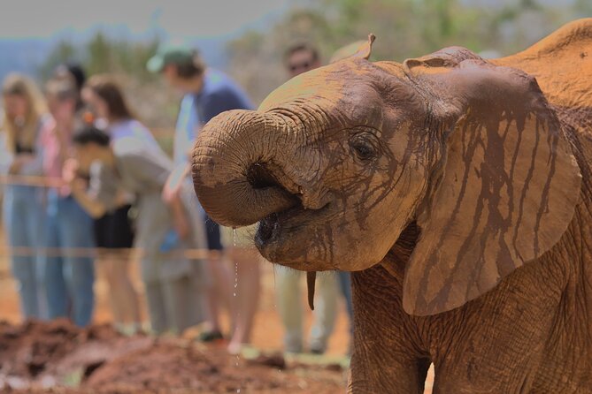 Nairobi National Park, Elephant Orphanage and Giraffe Centre - Lunch and the long middle of the day