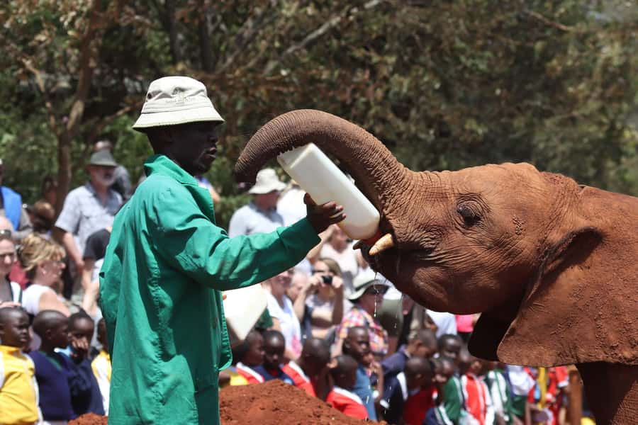 Nairobi National Park, Elephant Orphanage and Giraffe Centre - Who should book this Nairobi day?