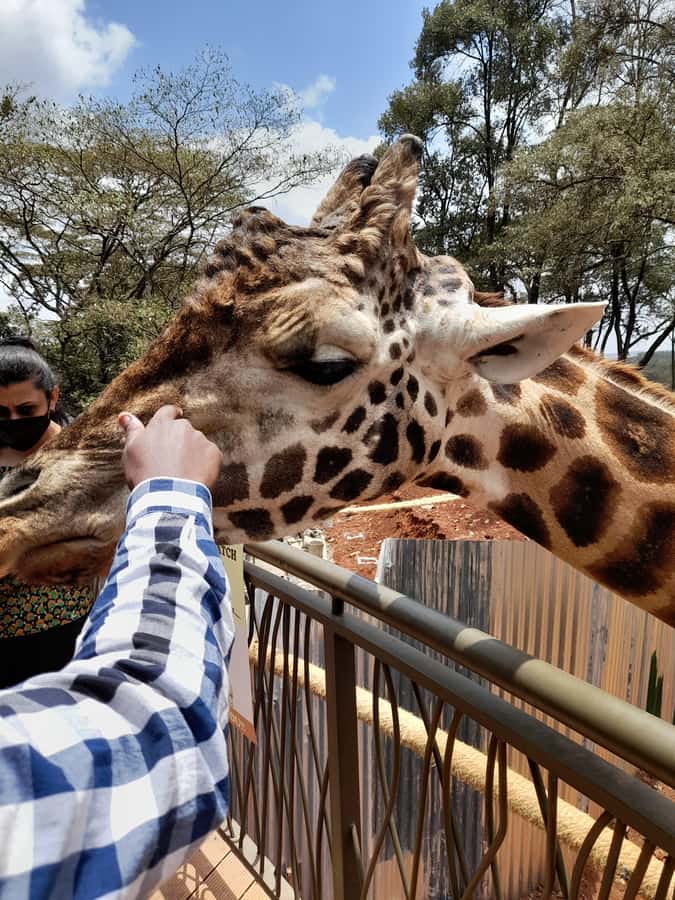 Nairobi: National Park, Elephant Orphanage, and Giraffe Tour - Key points at a glance