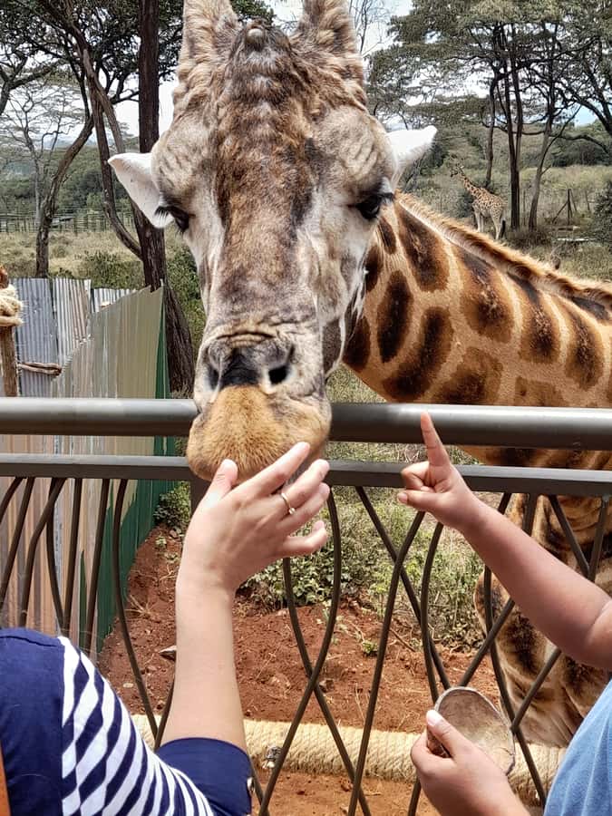 Nairobi: National Park, Elephant Orphanage, and Giraffe Tour - The true cost of this Nairobi day