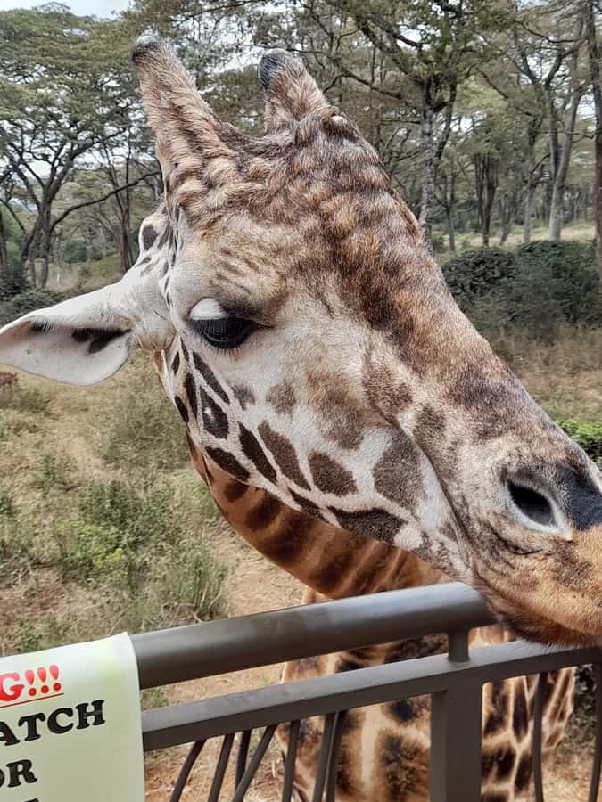 Nairobi: National Park, Elephant Orphanage, and Giraffe Tour - Pickup, vehicle, and communication