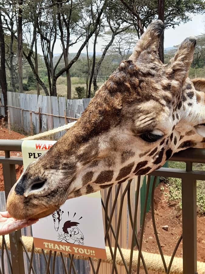 Nairobi: National Park, Elephant Orphanage, and Giraffe Tour - What to bring for seven hours outside