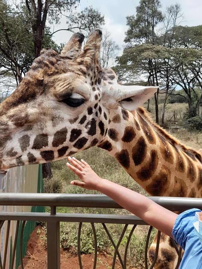 Nairobi: National Park, Elephant Orphanage, and Giraffe Tour - Who will enjoy this tour most