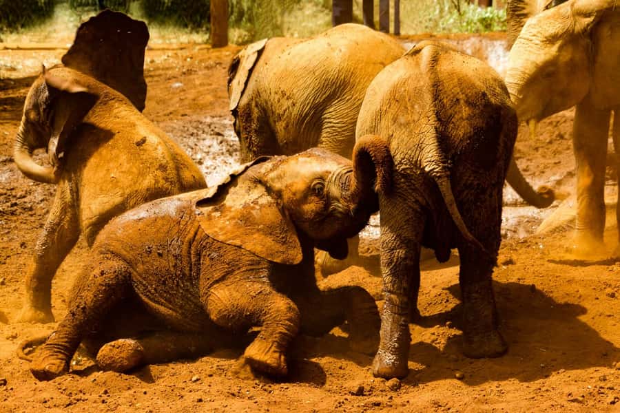 Nairobi: National Park, Elephant Orphanage & Giraffe Center - Key points to know before booking