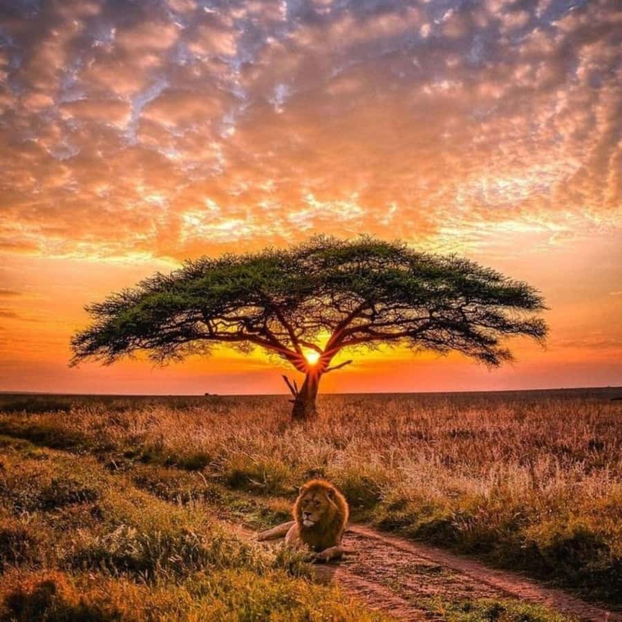 Nairobi: National Park, Elephant Orphanage & Giraffe Center - FAQ