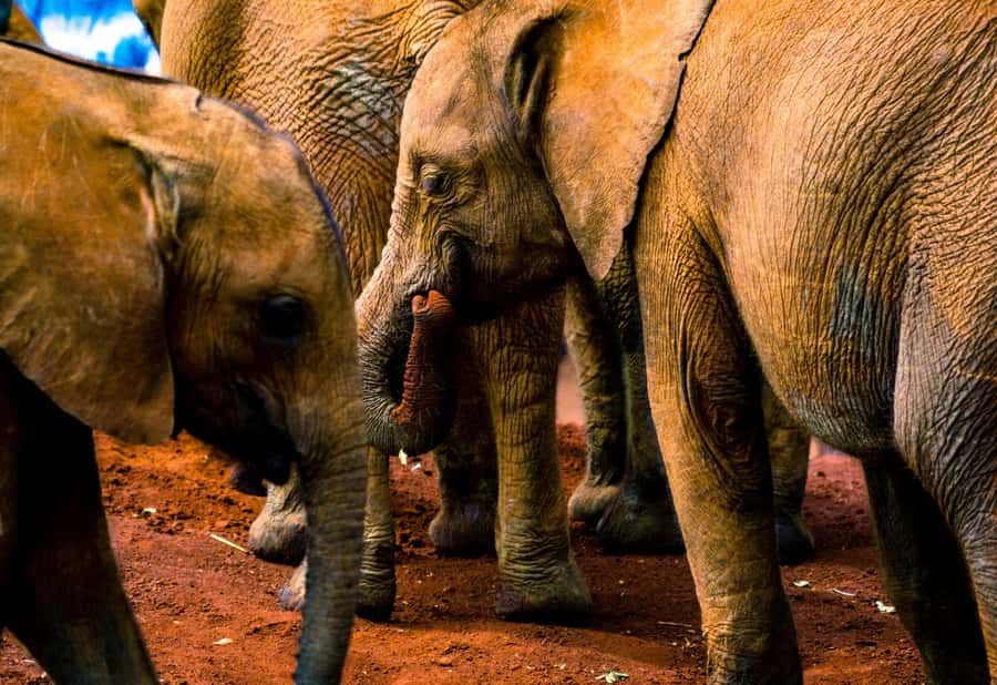 Nairobi: National Park, Elephant Orphanage & Giraffe Center - Meeting the rescued elephants at David Sheldrick Wildlife Trust