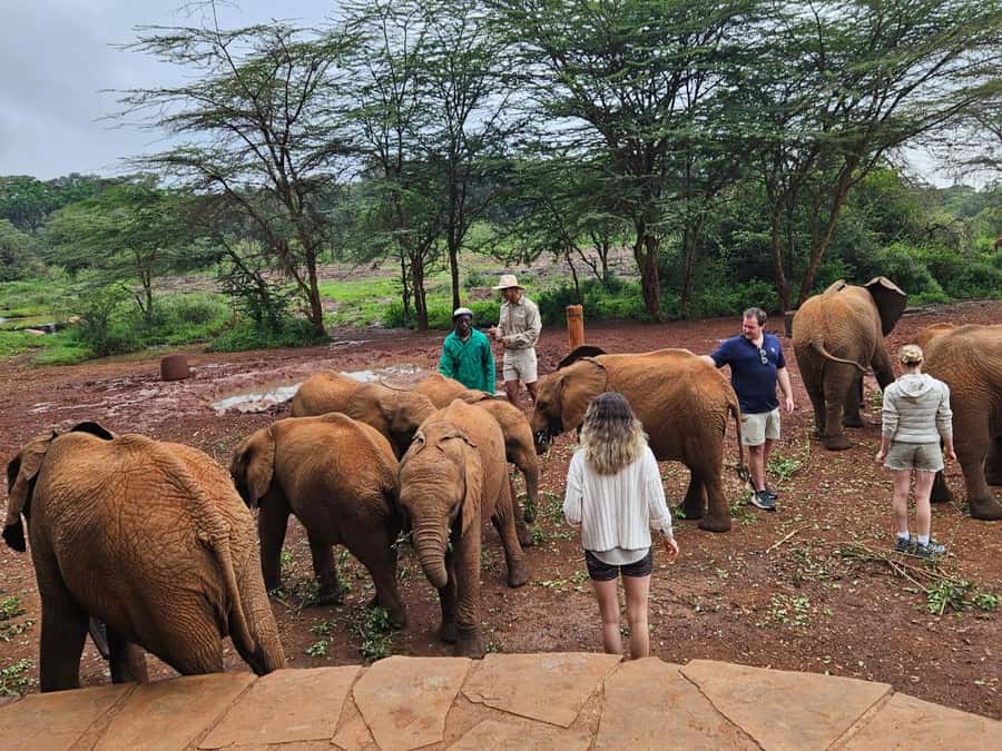 Nairobi: National Park, Elephant Orphanage & Giraffe Center - Guides, vehicles, and group comfort