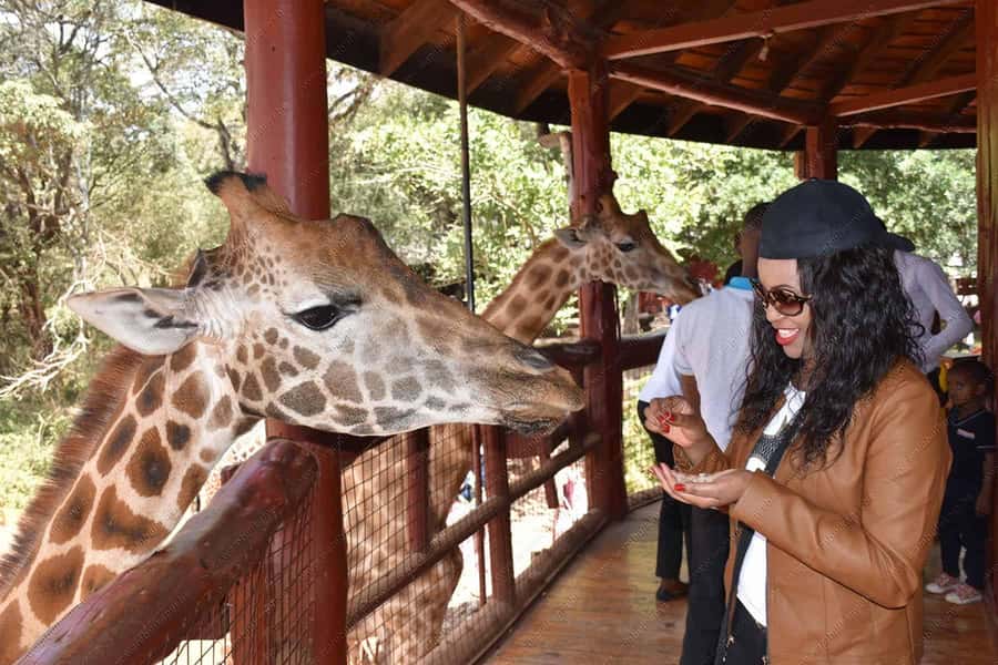 Nairobi: National Park, Elephant Orphanage, & Giraffe Centre - Watching the elephants at David Sheldrick Wildlife Trust