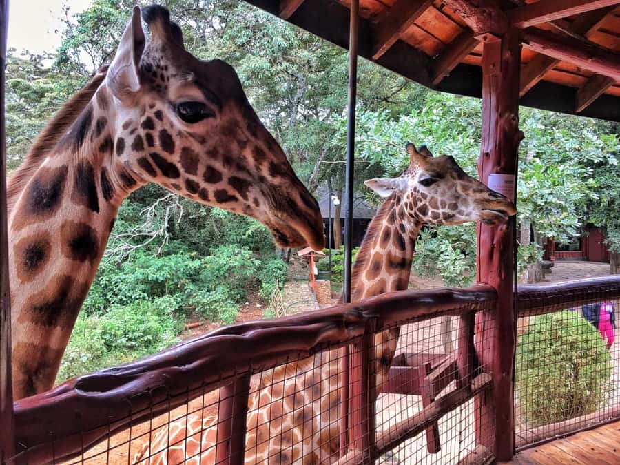 Nairobi: National Park, Elephant Orphanage, & Giraffe Centre - Who should book this Nairobi outing?