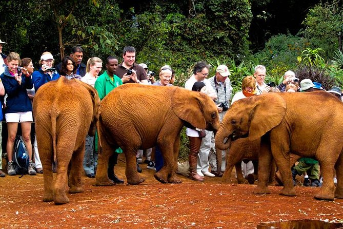 Nairobi National Park, Elephant Orphanage, Giraffe Centre Tour - The 5:30 am departure and city pickup