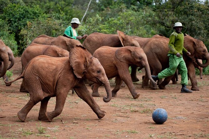 Nairobi National Park, Elephant Orphanage, Giraffe Centre Tour - Karen Blixen Museum as the final cultural stop
