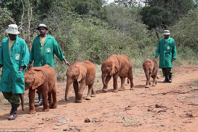Nairobi National Park, Elephant Orphanage, Giraffe Centre Tour - Group size, guide quality, and the day’s rhythm