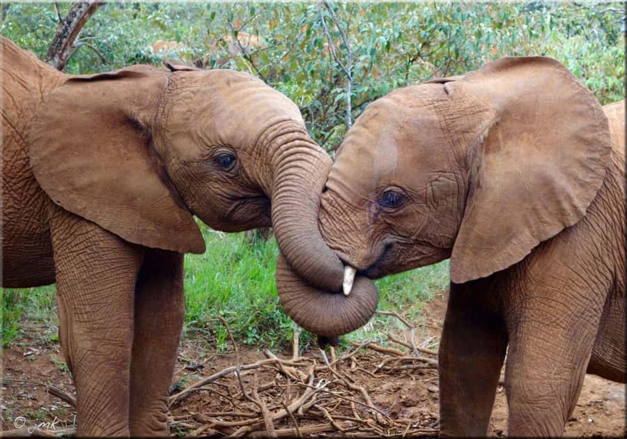 Nairobi: National Park, Elephant Orphanage, & Giraffe Centre - Karen Blixen’s former coffee farm