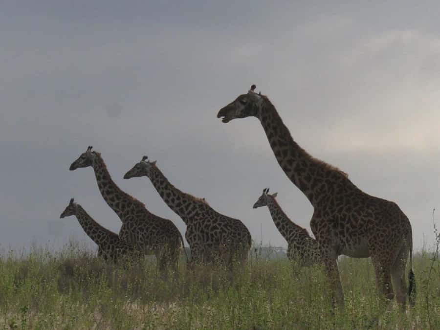 Nairobi: National Park, Elephant Orphanage & Giraffe Tour - Key points to know before booking