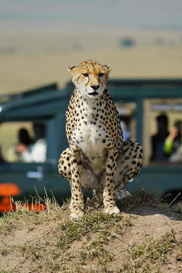 Nairobi: National Park, Elephant Orphanage & Giraffe Tour - Why this makes a good Nairobi day out