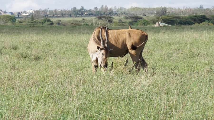 Nairobi: National Park, Elephant Orphanage & Giraffe Tour - The possible Kobe Beads addition and lunch
