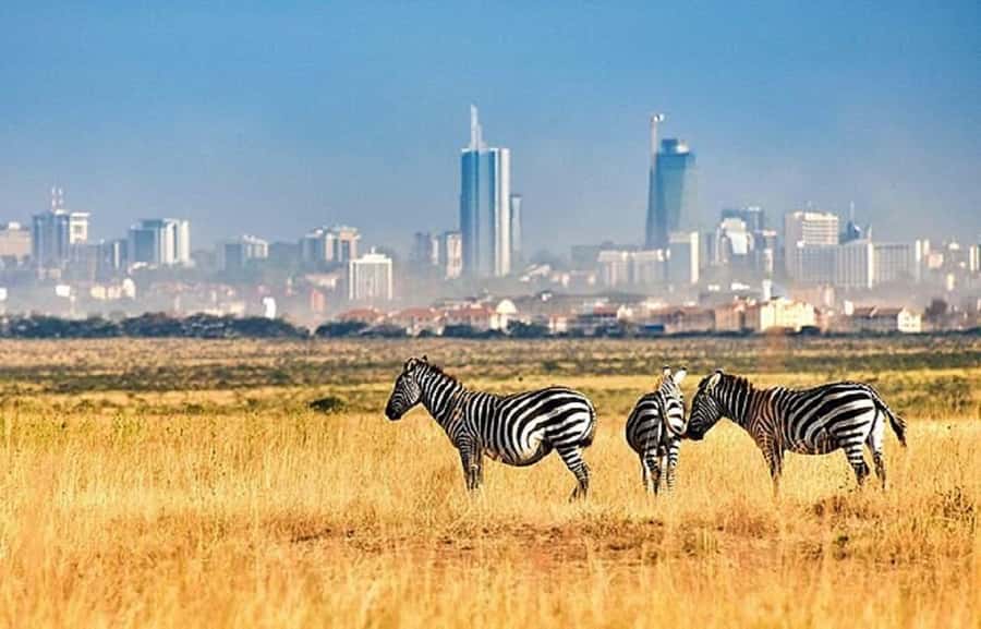 Nairobi: National Park, Elephant Orphanage & Giraffe Tour - Transport, guides, and the pace of the day