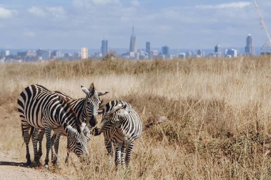 Nairobi: National Park, Elephant Orphanage & Giraffe Tour - Is $32 good value?