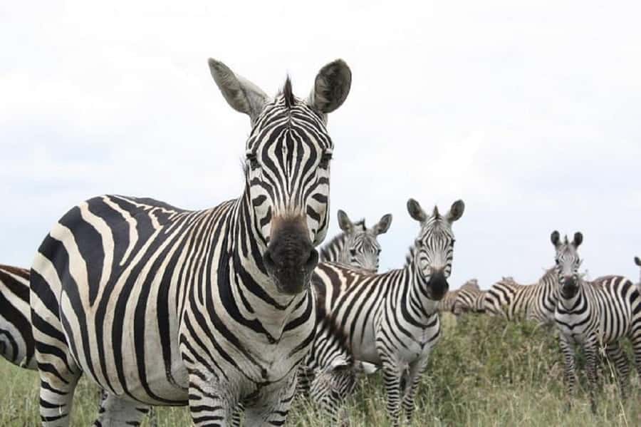 Nairobi: National Park, Elephant Orphanage & Giraffe Tour - Who should book this experience?