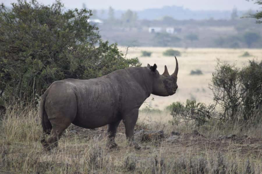 Nairobi: National Park, Elephant Sanctuary, & Giraffe Center - Key points to know before you book